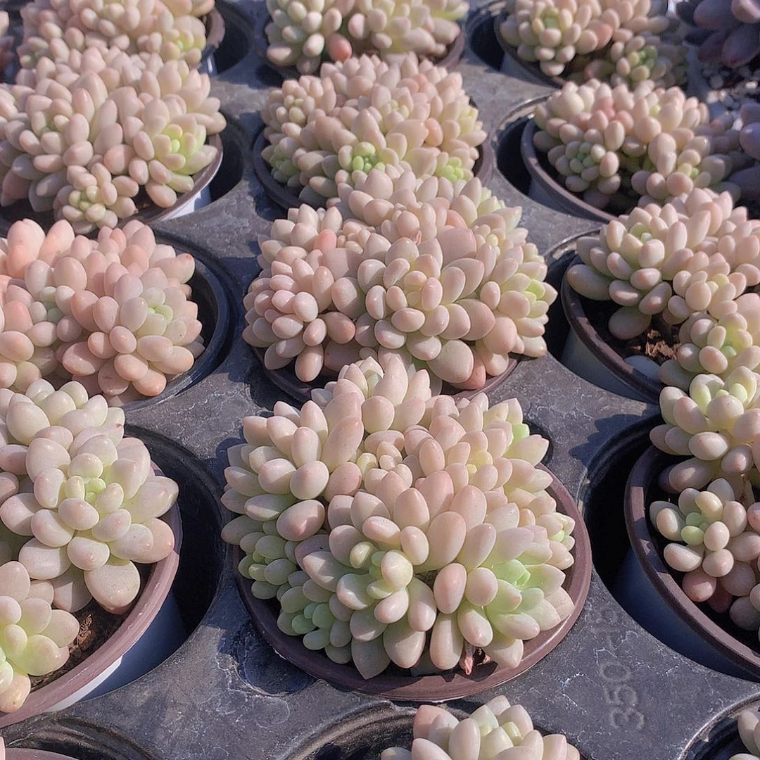 洛可可2356788990000