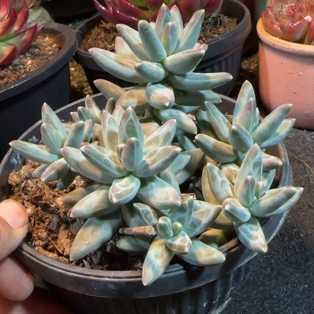 乌拉克拉惊鸿一物一拍包装收缩花旱