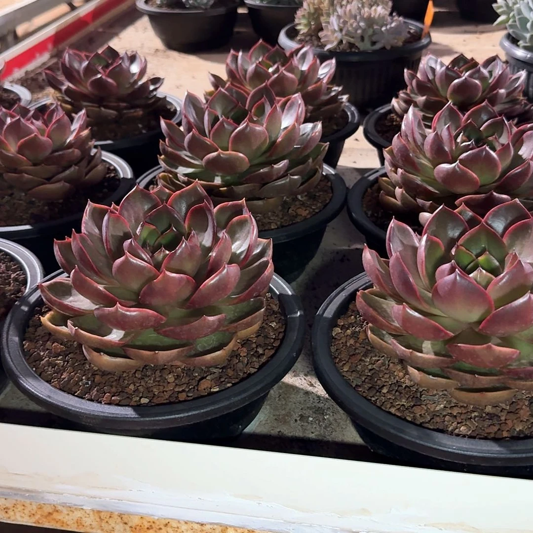 大单头红灯15公分带杆子