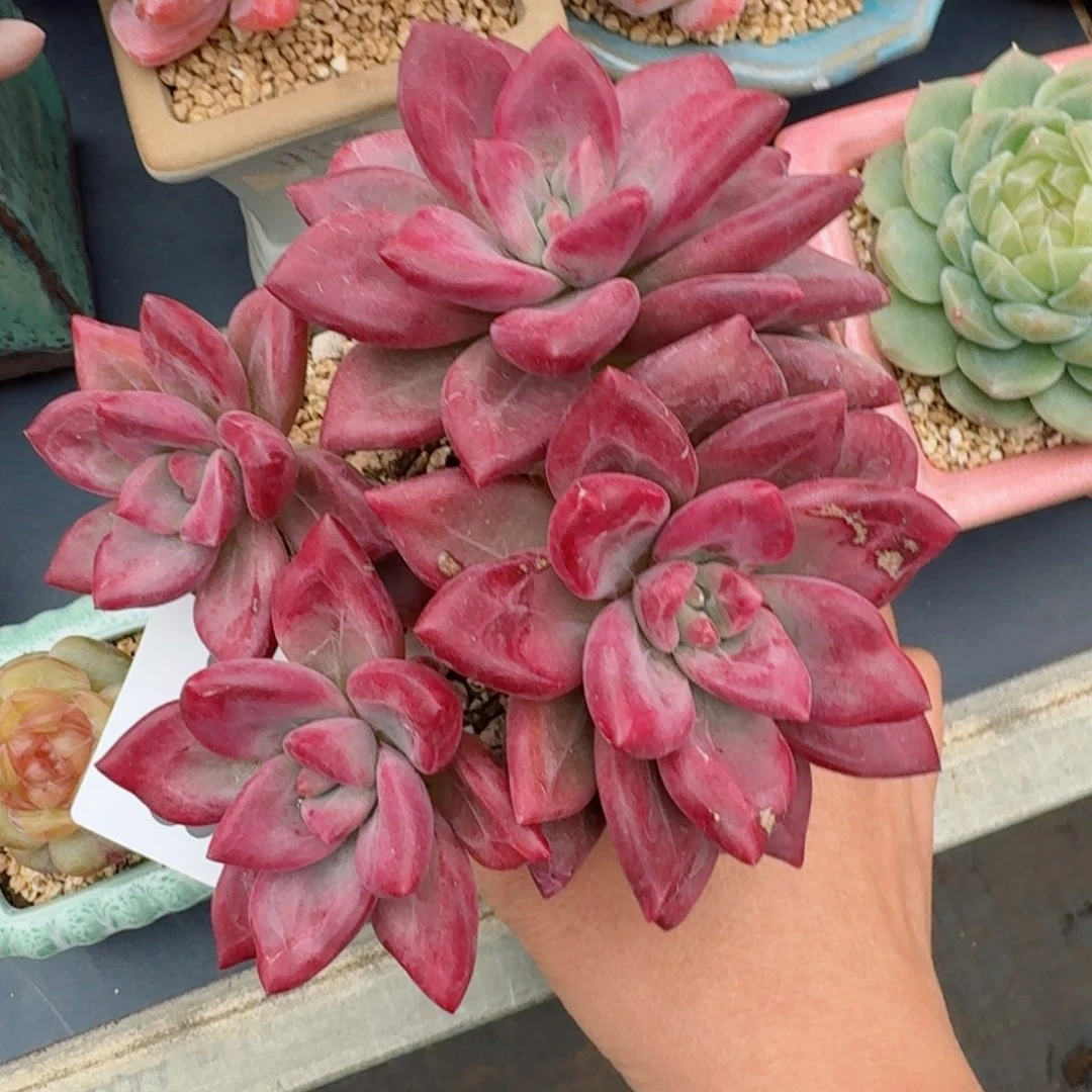 赫菲斯托      愿你一路坦途，乘风破浪展宏图