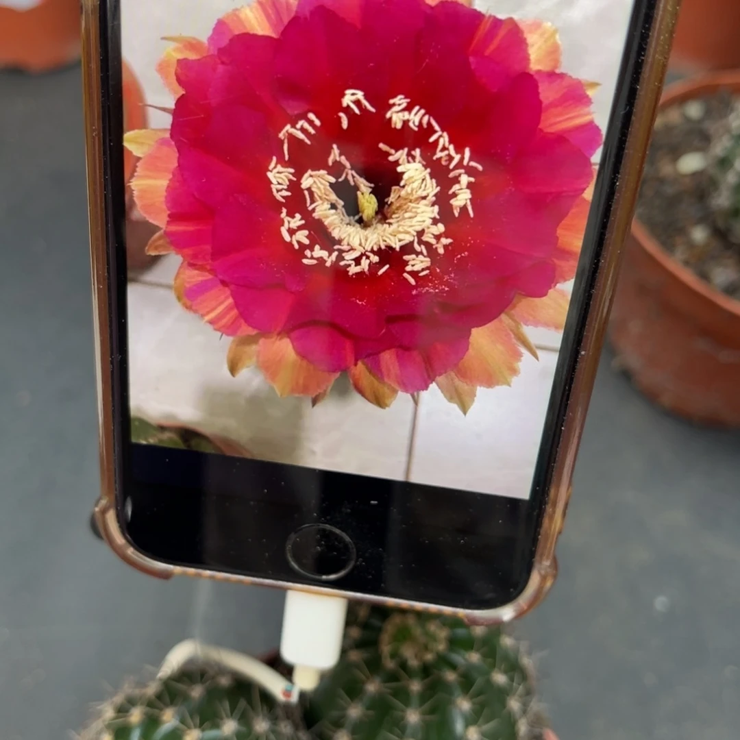 彩草香香99号8-9公分左右脱土