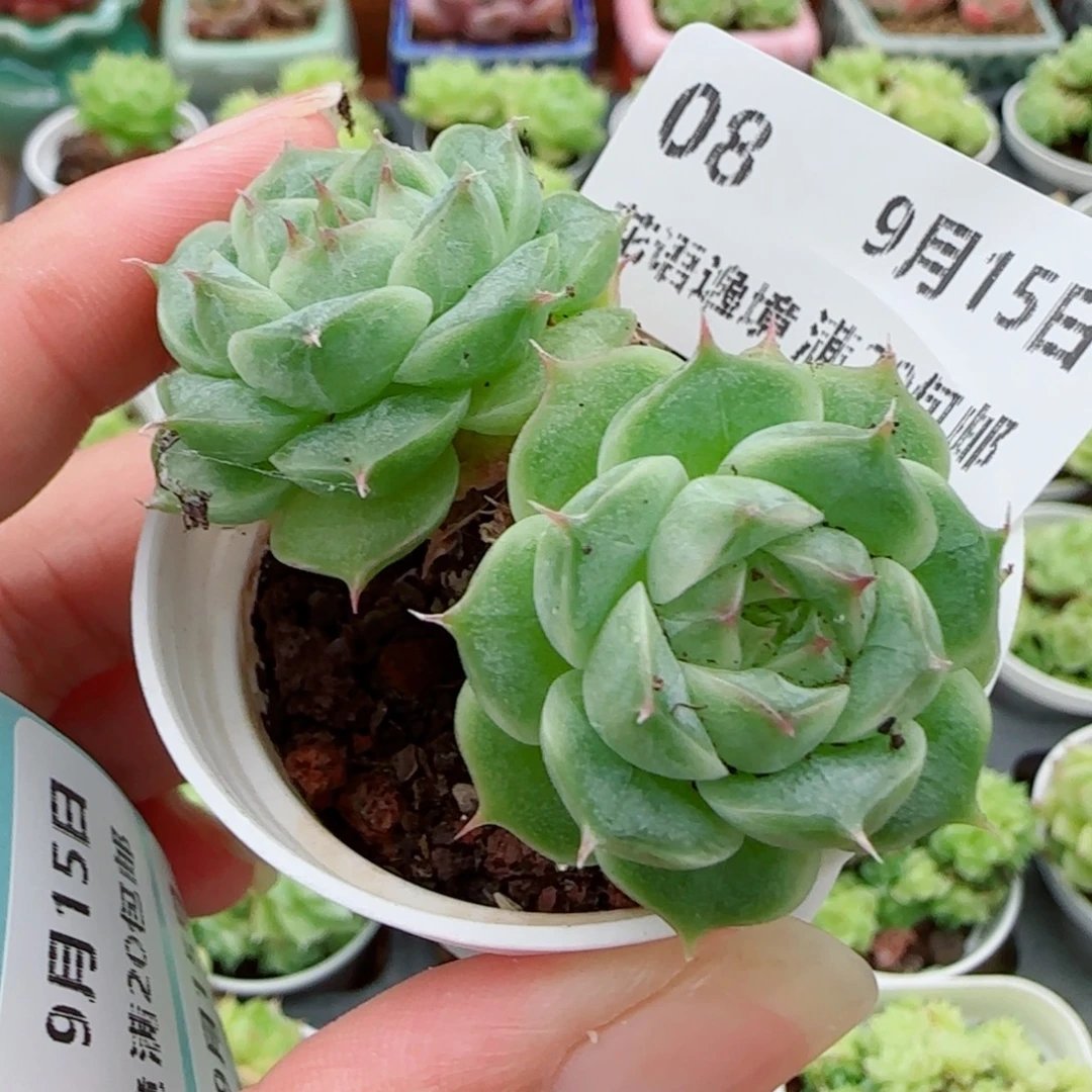 花语逸镜0915-08包子