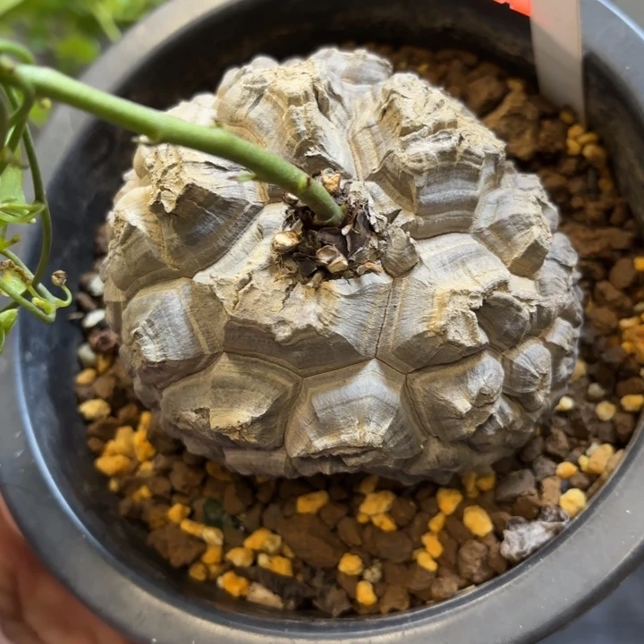 71号龟甲龙不退不换