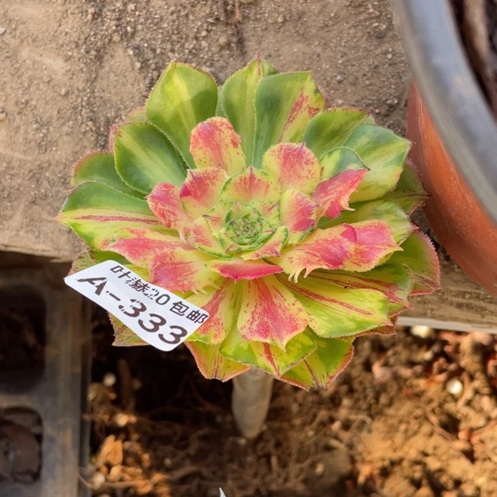 333知否嫁接多肉，123455789