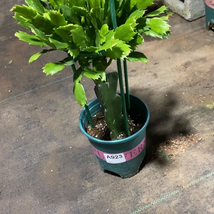 当前无花栽培后可以开花用****贵923雅思