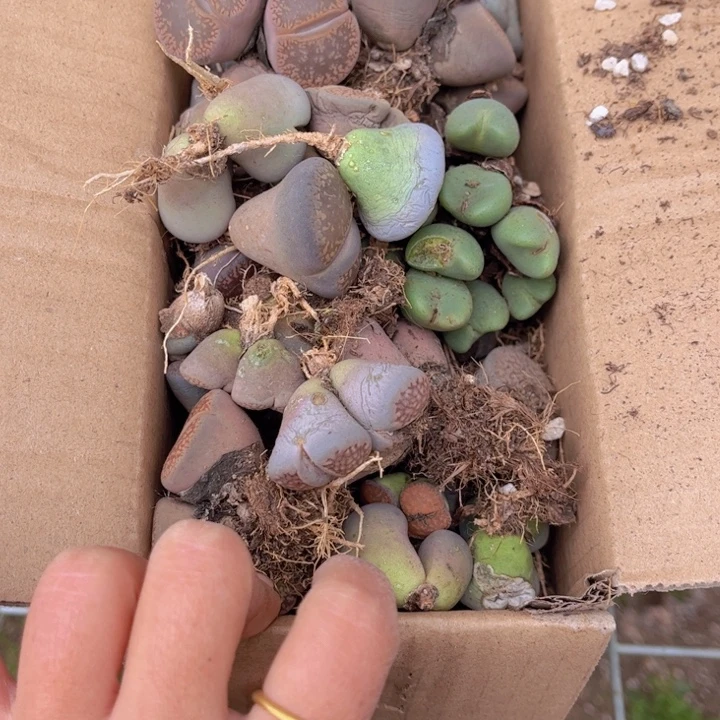 一箱母本88888888888