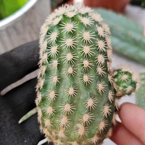 皇冠虾侧芽大仙人球福