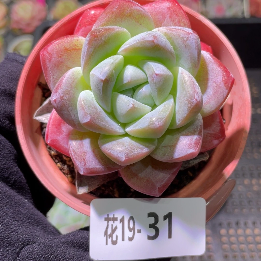 花利美19-31冰玉单头