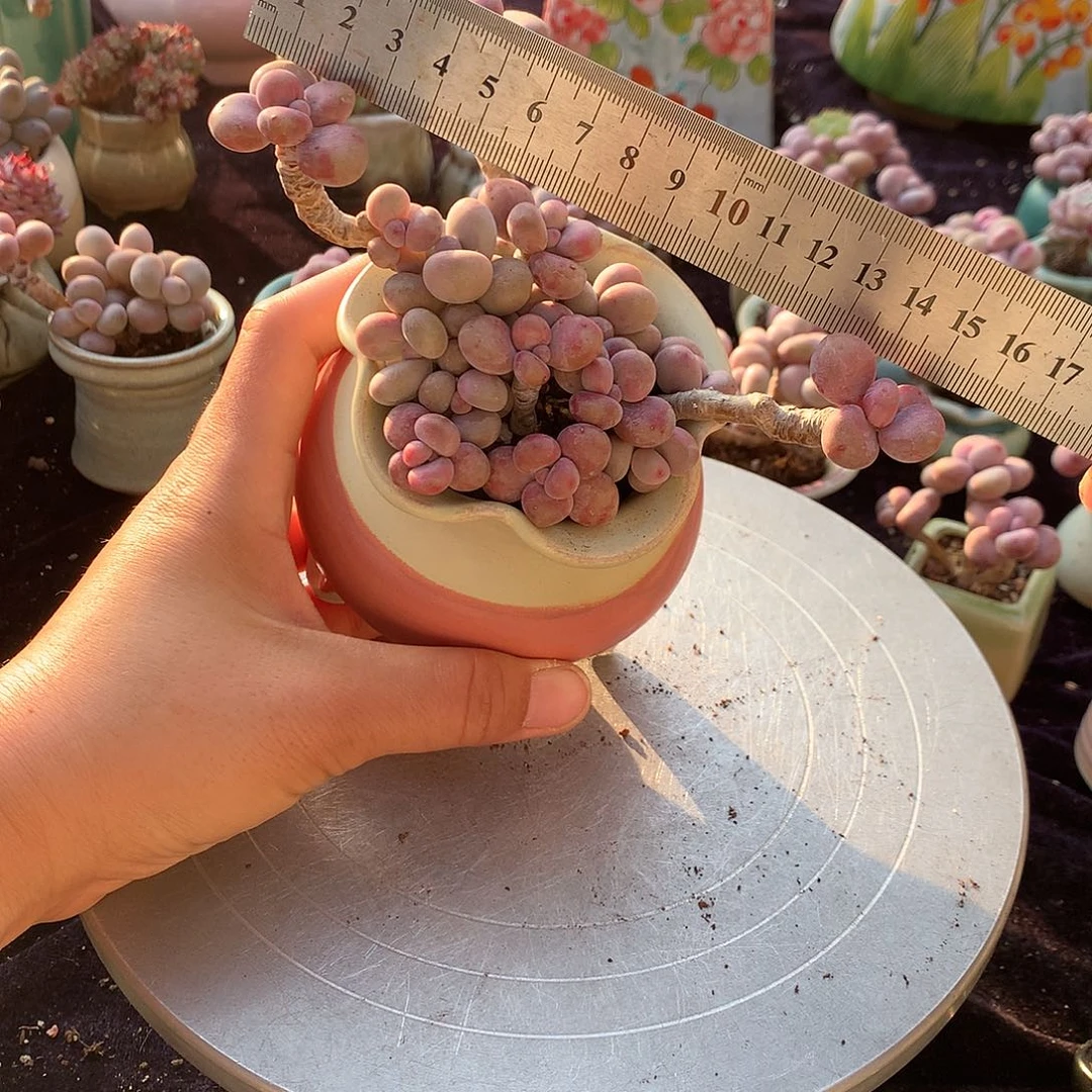 多***球96号不带盆偏远的不包邮的