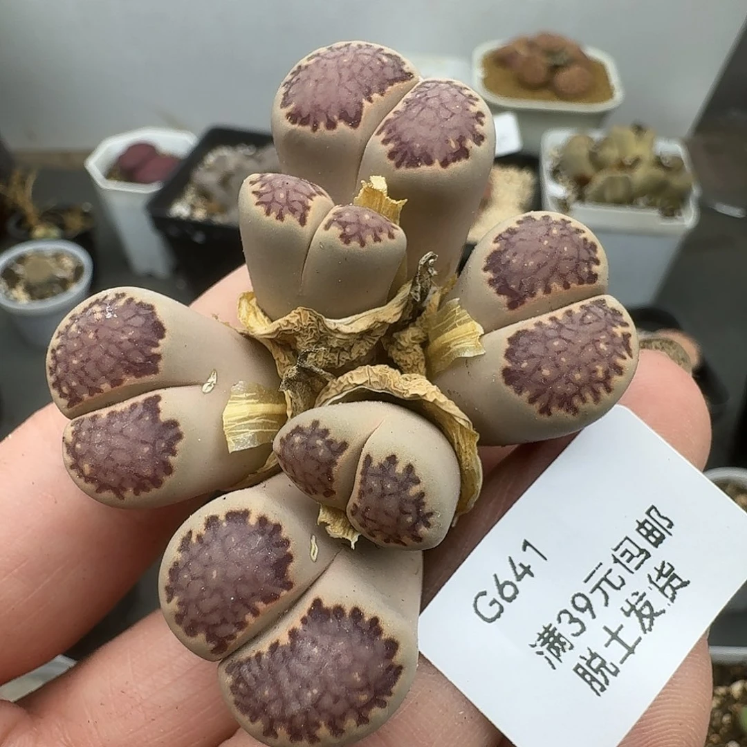 641哈哈哈哈哈哈哈哈干