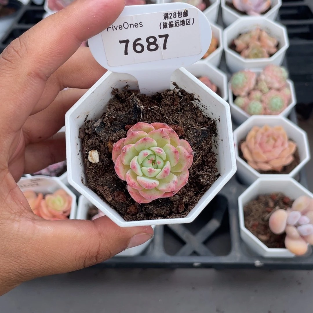 7687海棠花3.0厘米