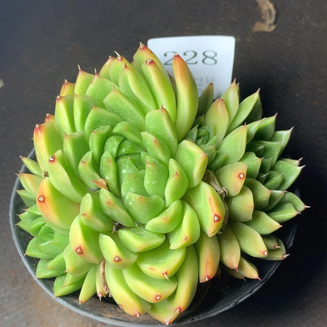 【闪购商品】云228号麦秆