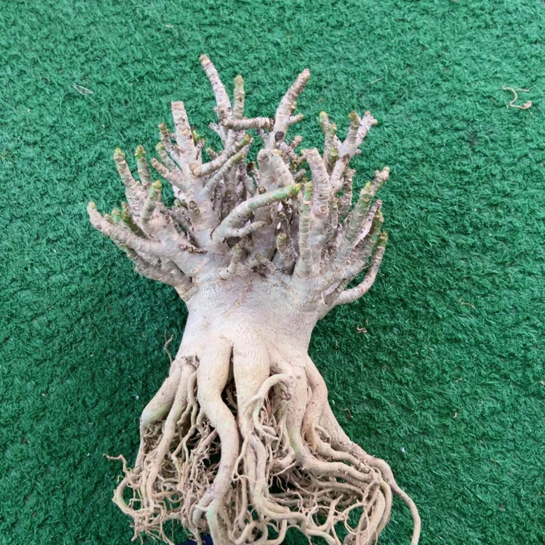 进口泰沙 爆花白皮沙漠玫瑰
