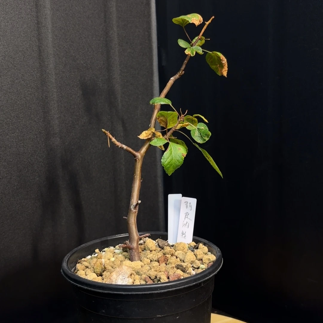 木 阿皮纳特扦插。