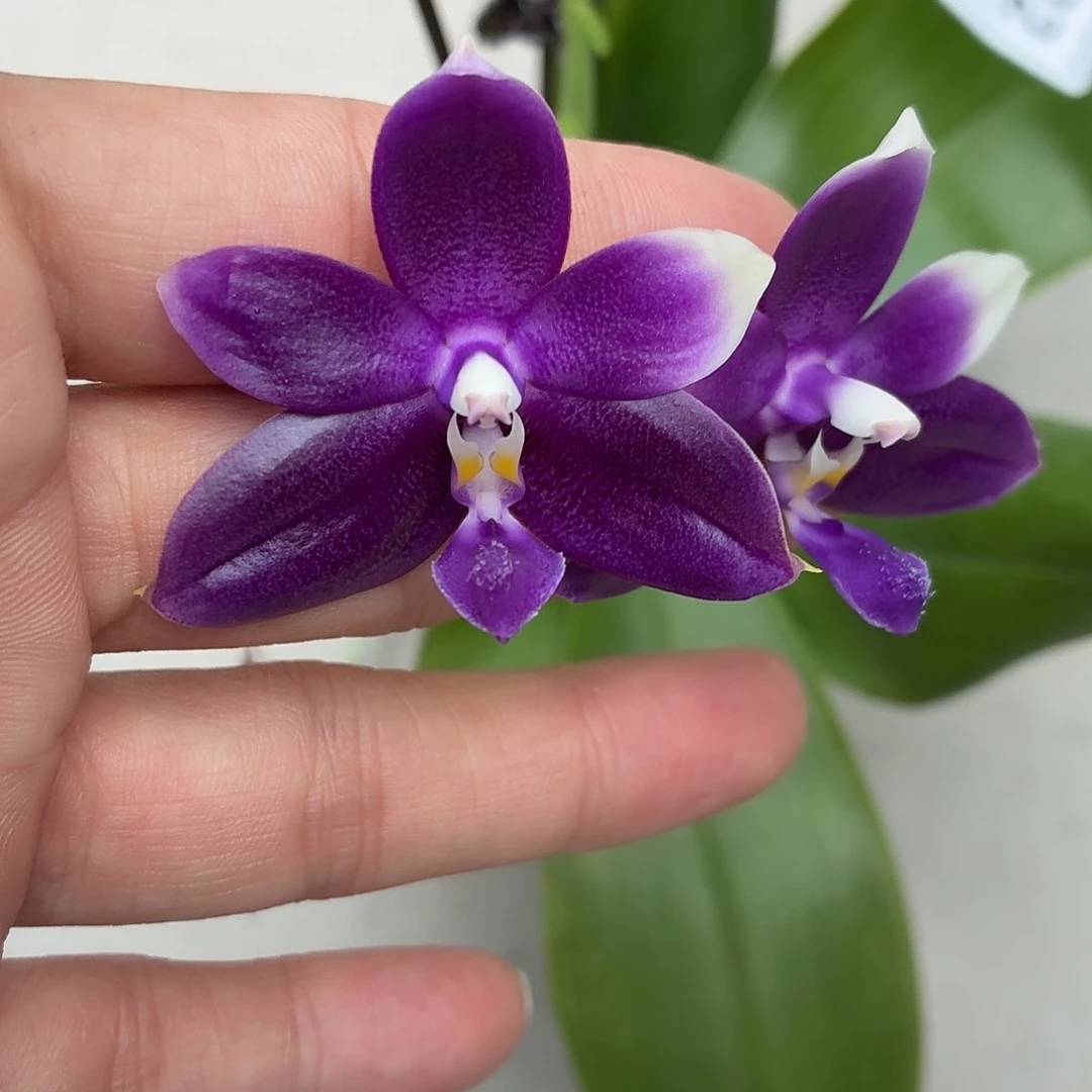 当前无花朵，栽培后可花朵A332yss1180
