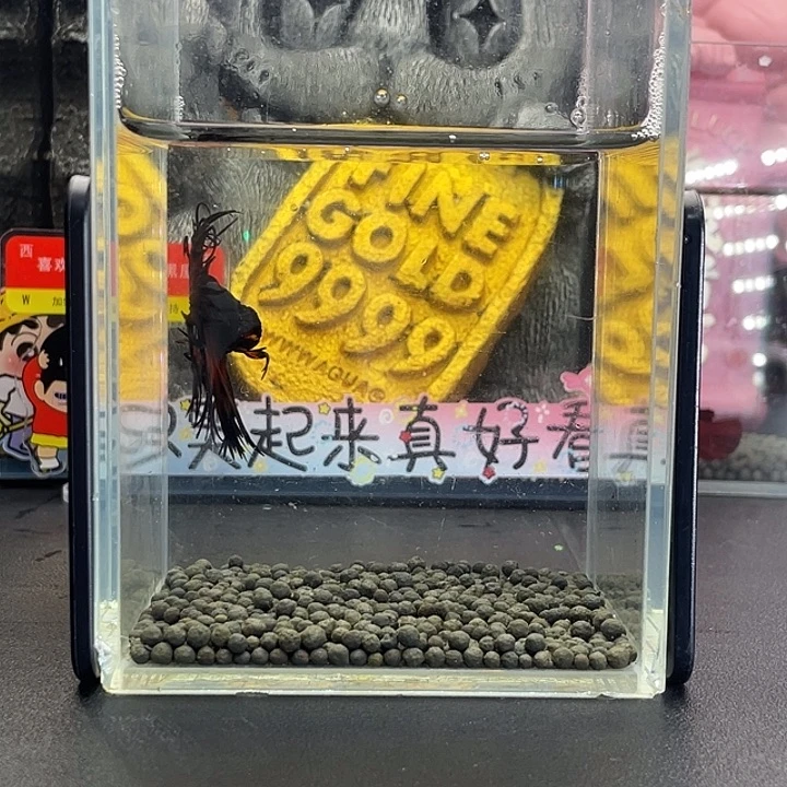 斗鱼16号927早黑毒