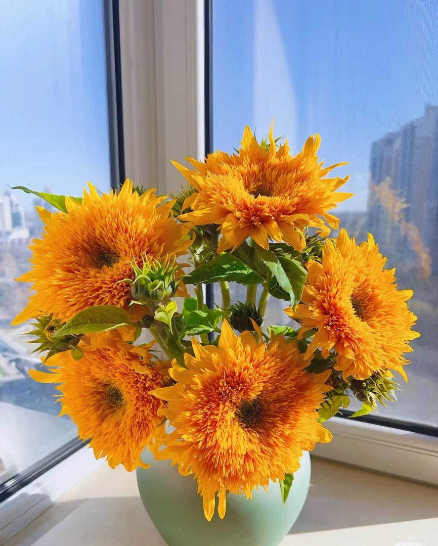 大花泰迪向日葵5枝/云南昆明基地直发鲜切花花材