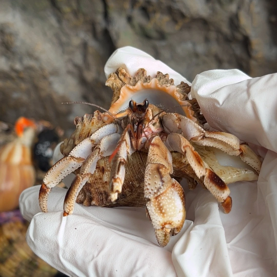 焦糖拿铁马深2.7口