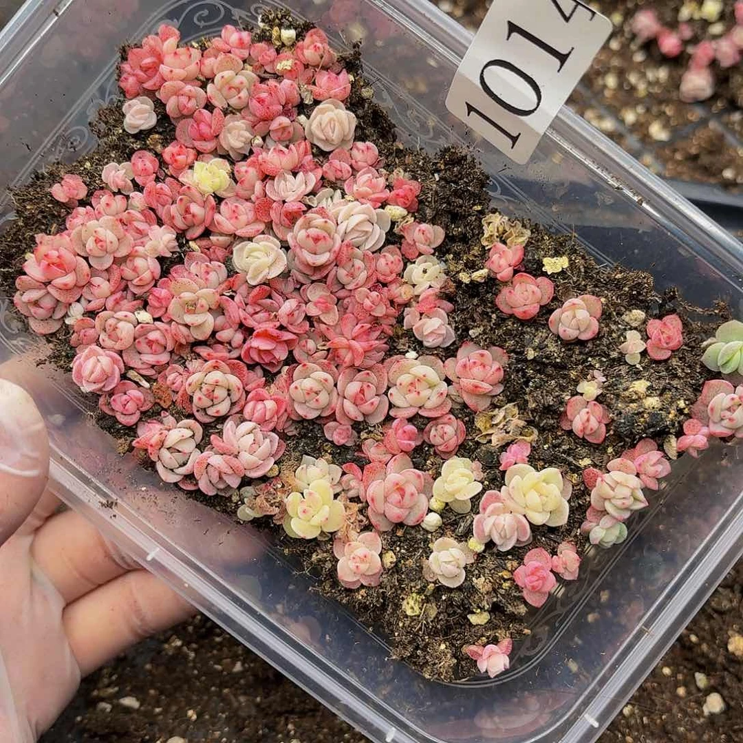 多肉植物多肉植物1014