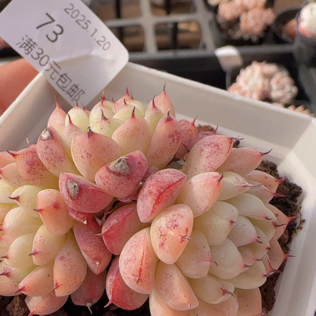 月光珍妮三头一颗脱土