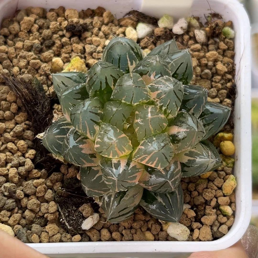 29霓虹灯玉露锦哈哈哈哈