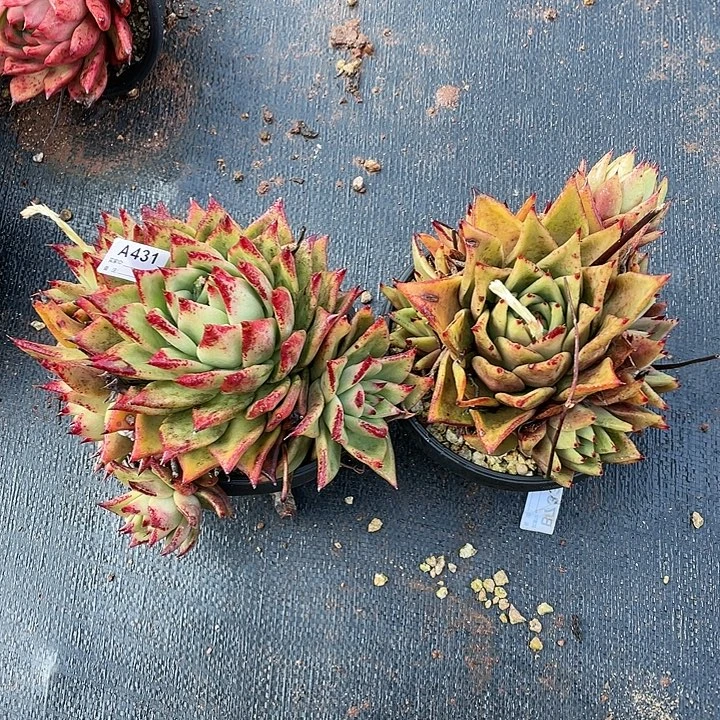 若如东云组拍A431