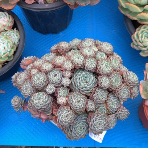 ?*乐1076沙罗姬牡丹多肉