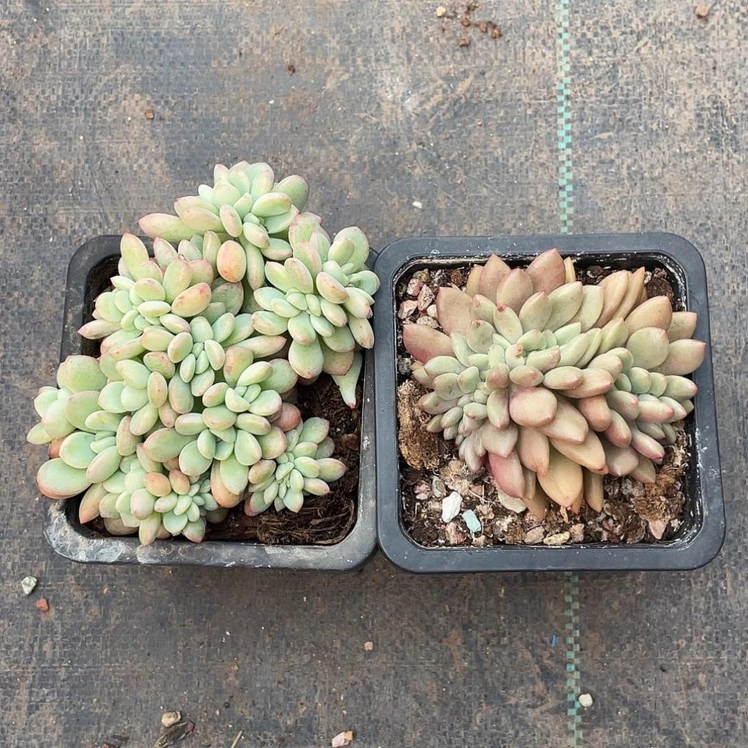 冰玉杂泡芙缀组桃花源缀有切繁殖