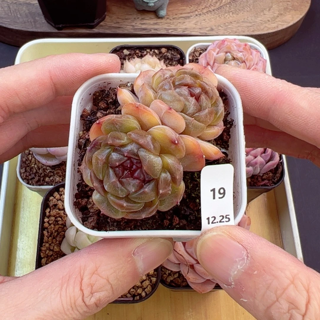 好好看19、哈哈哈哈