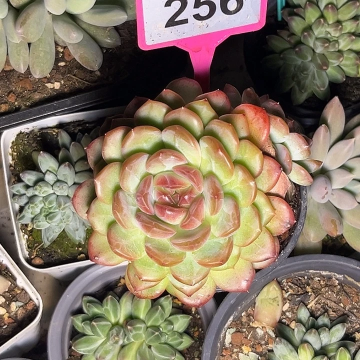 多肉植物血魄群256