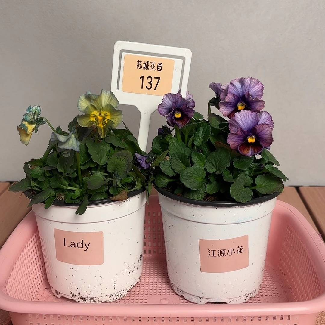 大部分开放少量花苞137