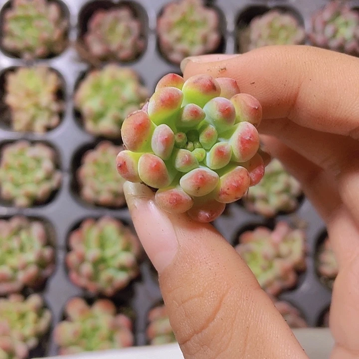 2精品蓝苹果2颗一组