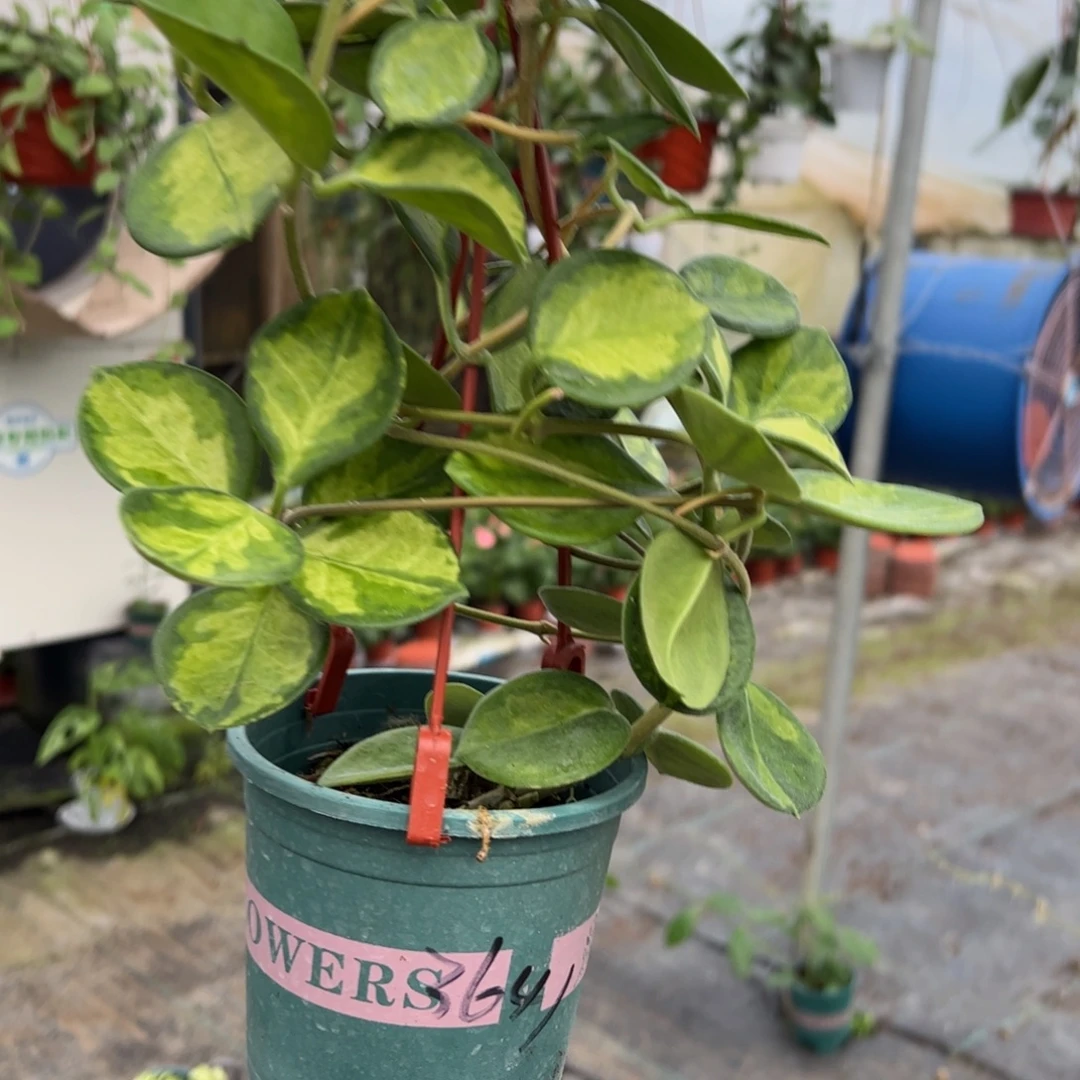 3****无花朵南方内锦球兰大苗