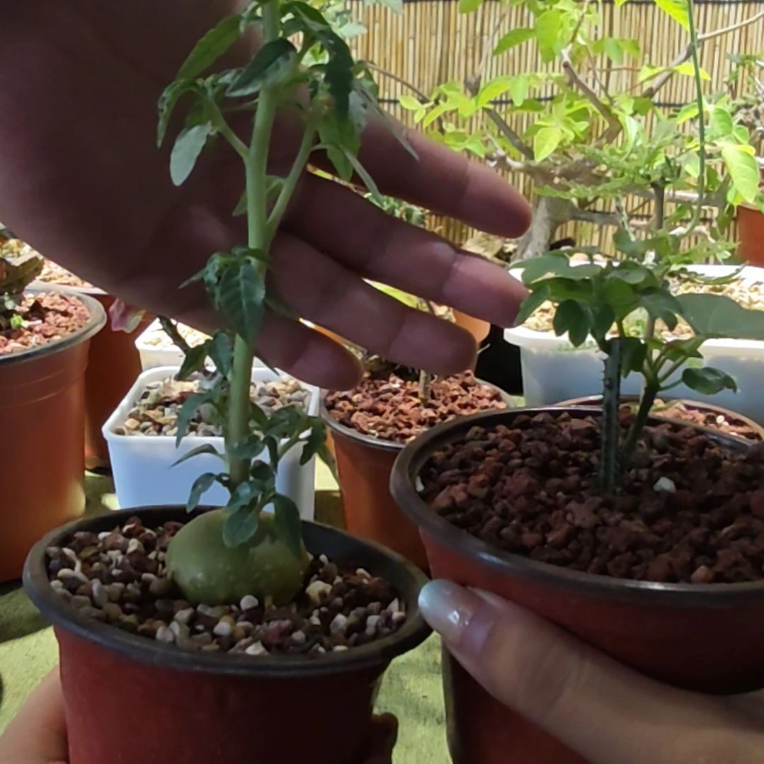 针腺蔓和飞碟刘桑多肉植物