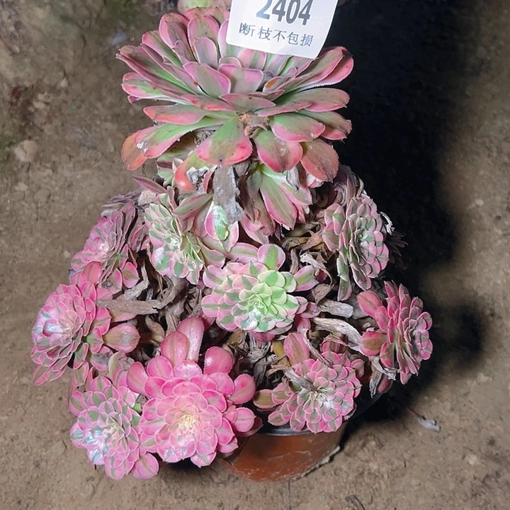 2404红铜白多肉植物