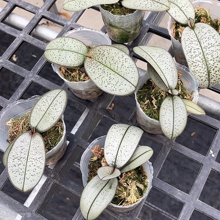 大部分花苞少量开放超银