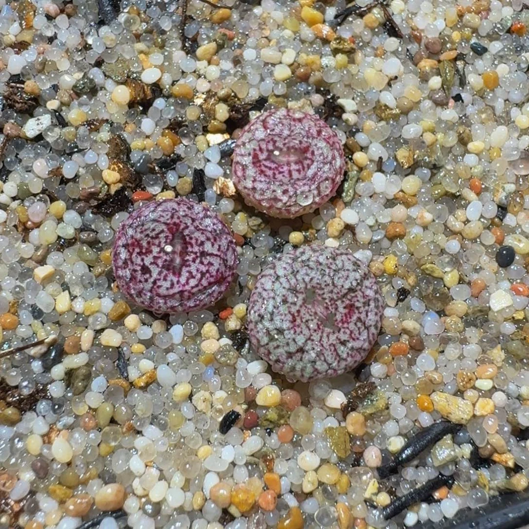 zzz生石花肉锥3442
