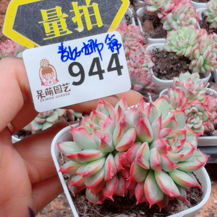 多肉植物多肉植物