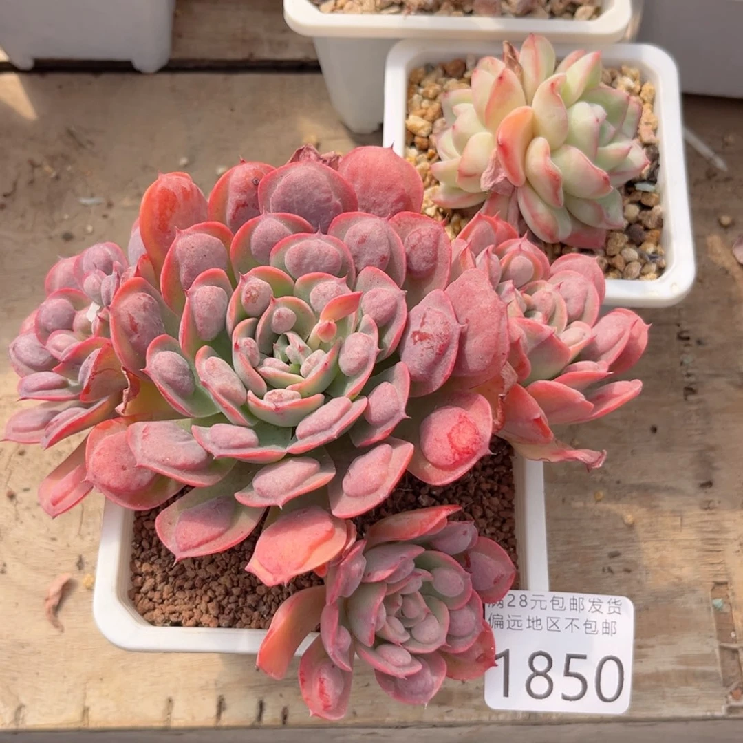 大1850。n x n c nf b b