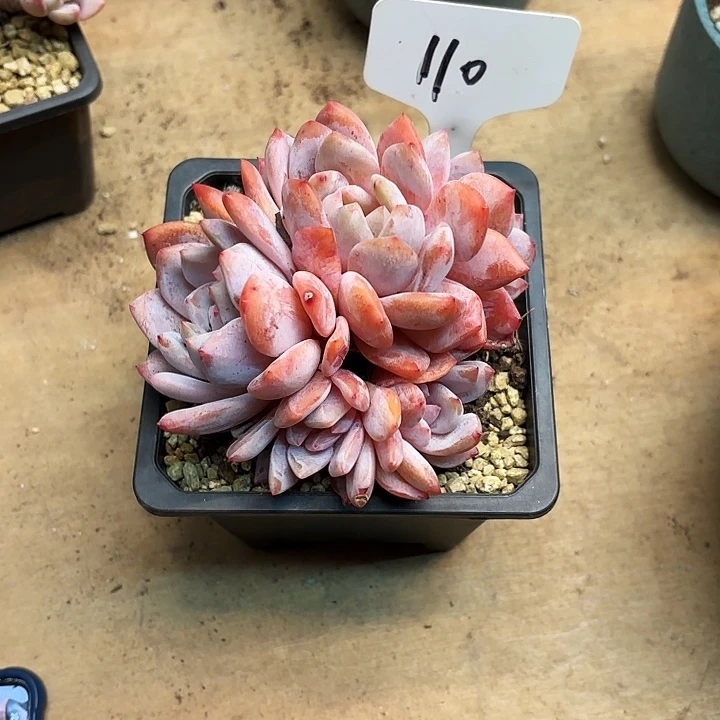 多肉植物，星影110号