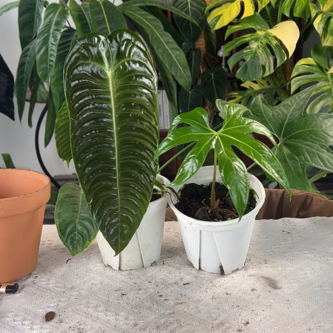 完全开放极密火鹤王+掌裂