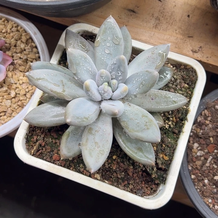 哥特萝莉 夏鸣园艺