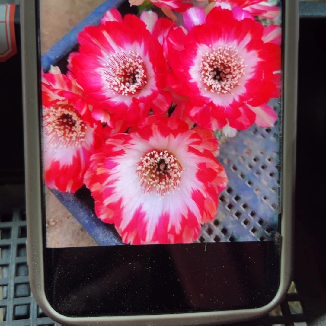 下33丽花紫蝶歪无根侧芽3公分左右20包邮