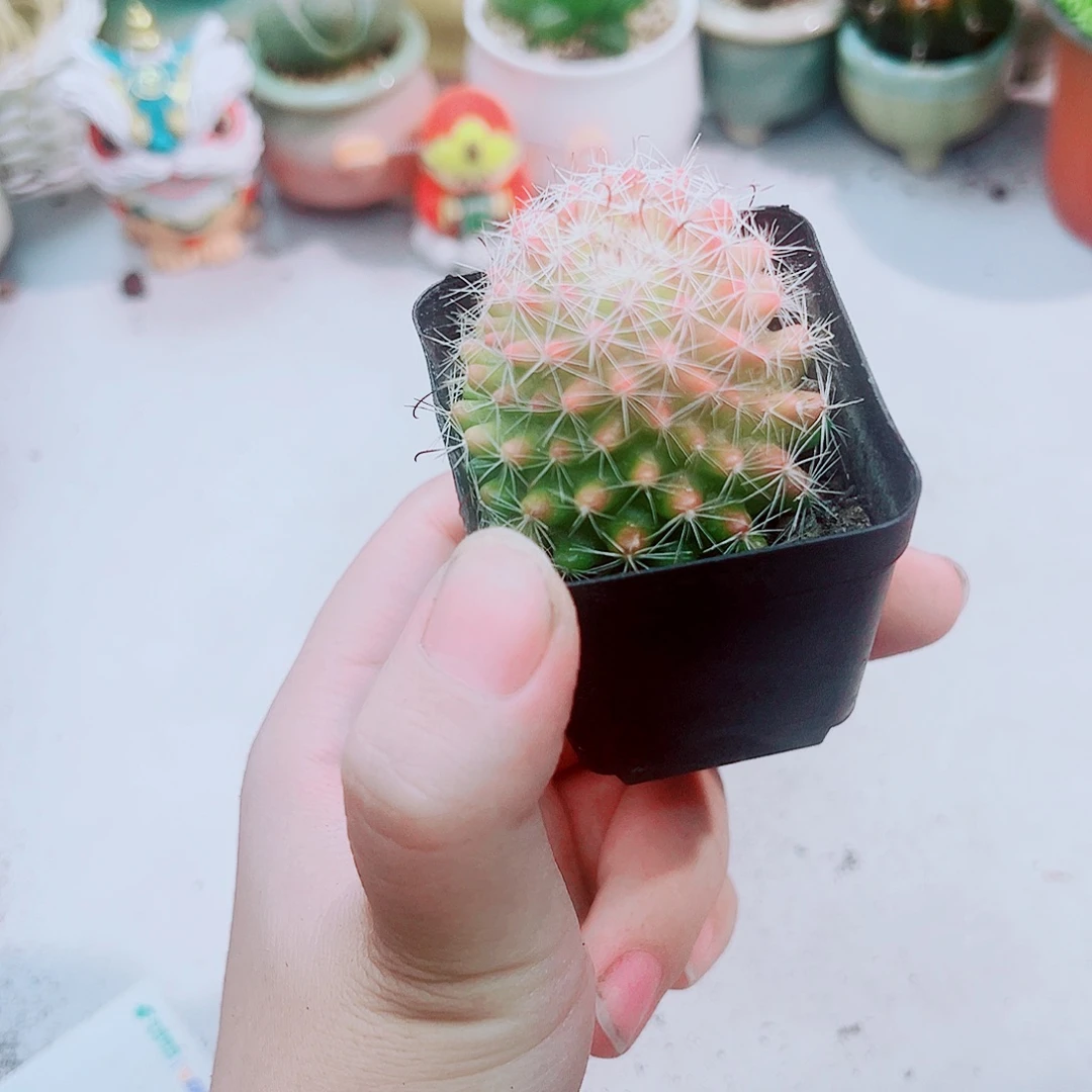 红菠萝多肉植物仙人球