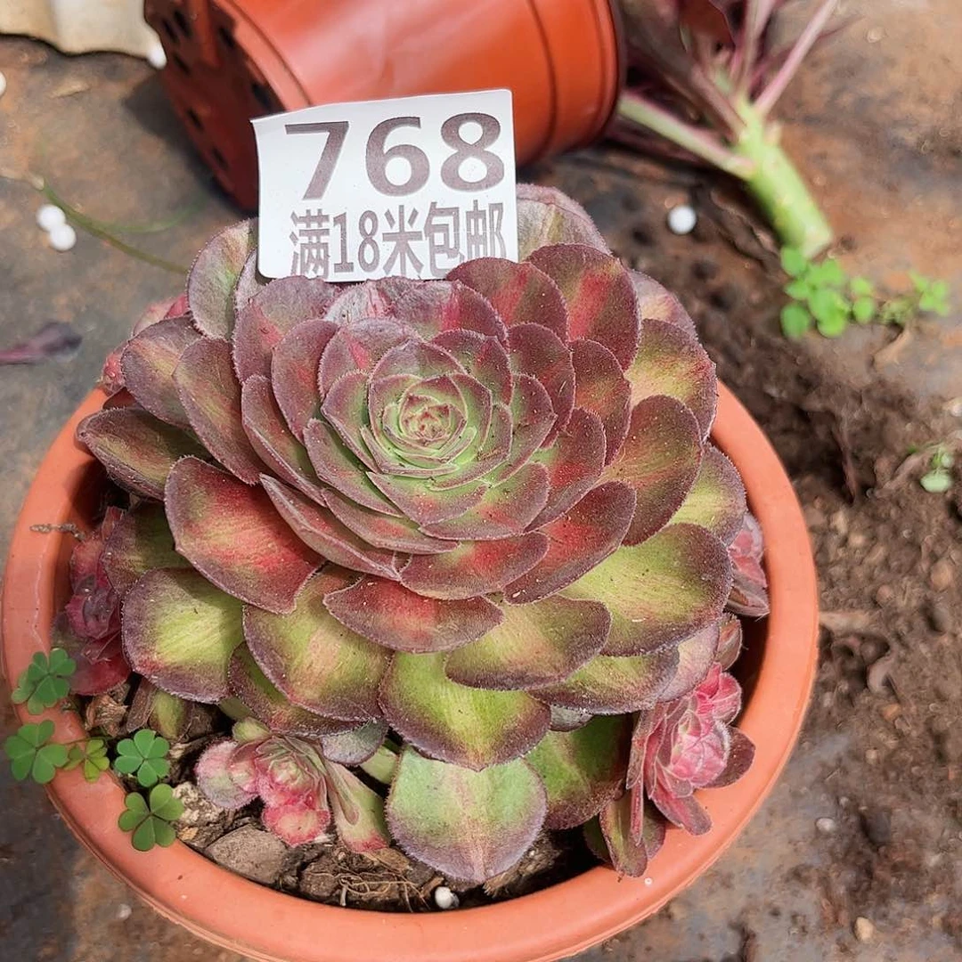 768海王七彩无根发货