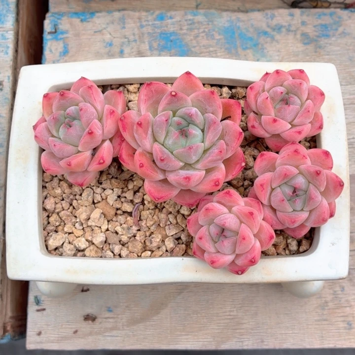 多肉植物 阿尔巴佳人-4