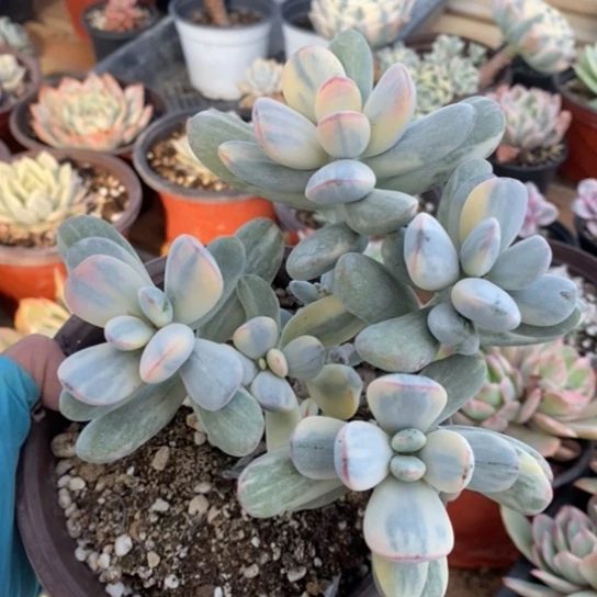 231一一一一一一一一一