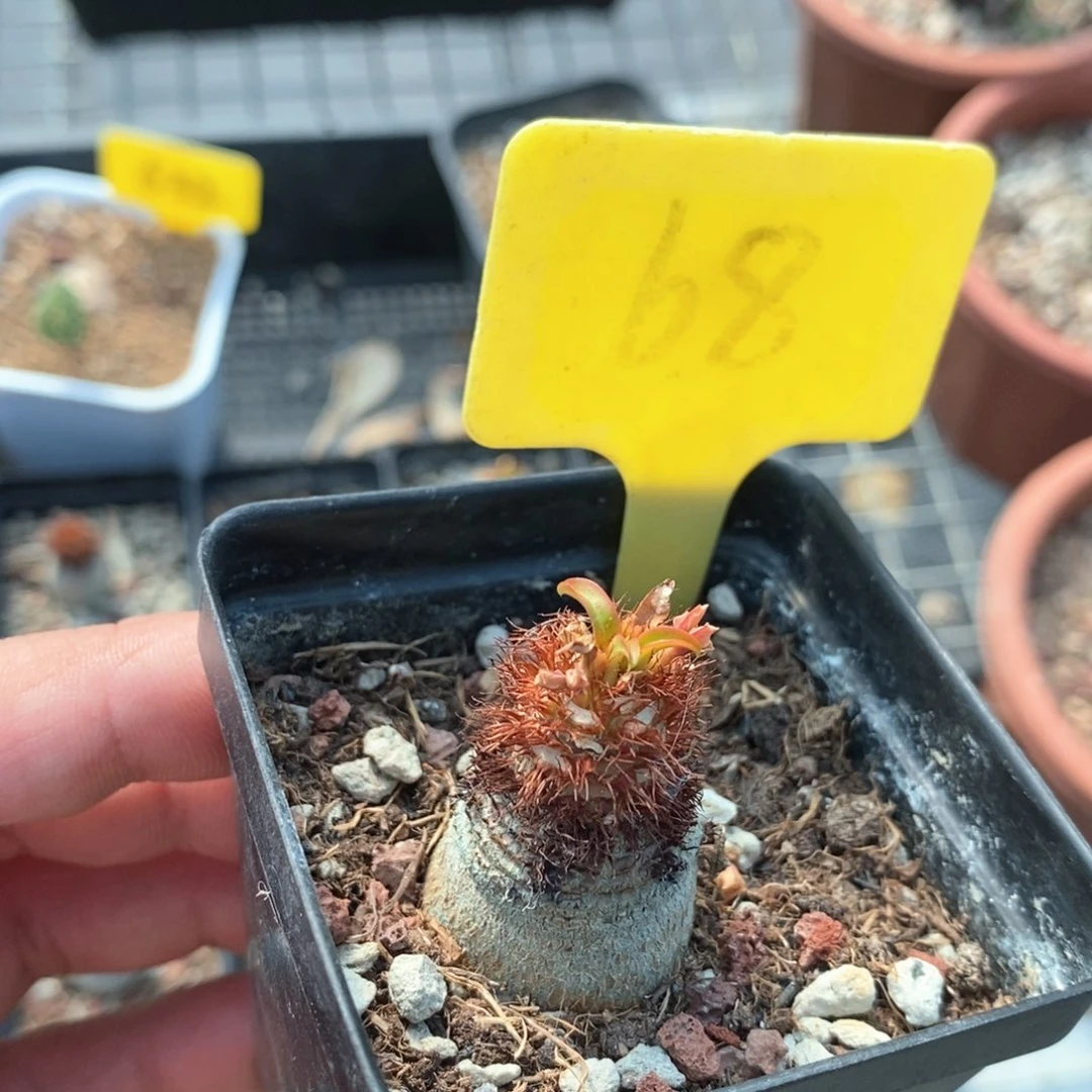 象鼻大戟多肉植物