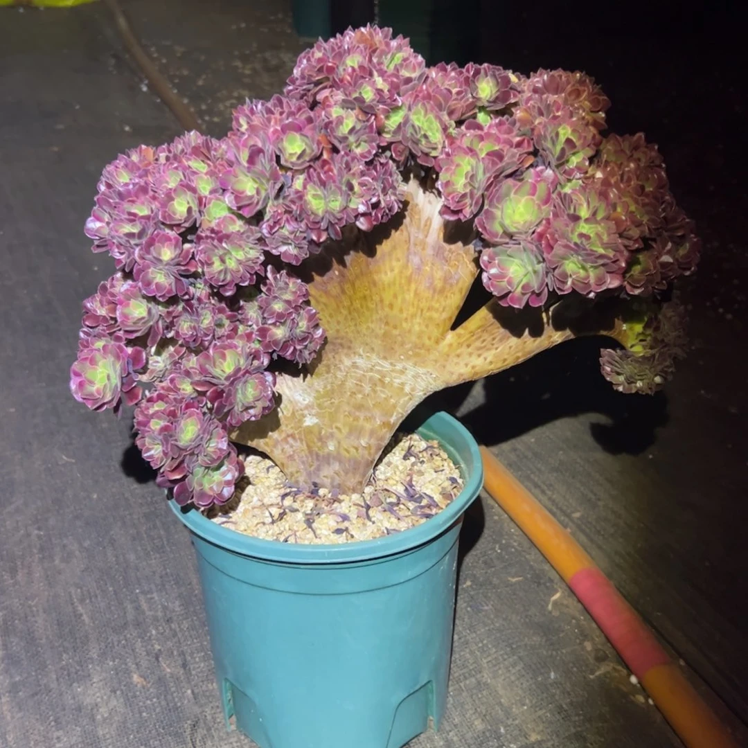 蓝***莲美杜莎缀化老桩厚板