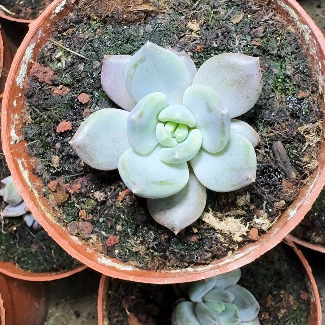 邀月 叶插 一物一拍